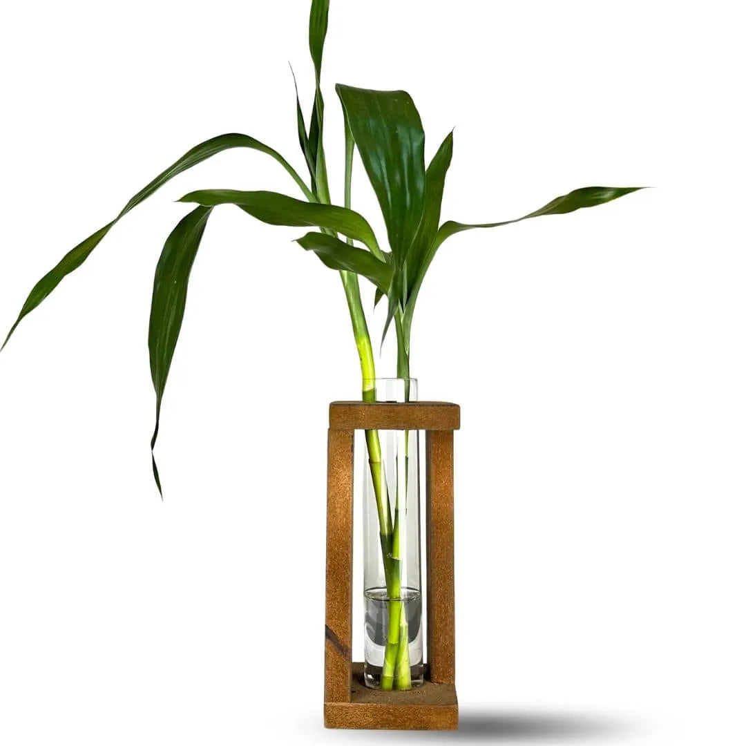 Vaso com Suporte + Muda Bambu da Sorte (Dracaena sanderiana)