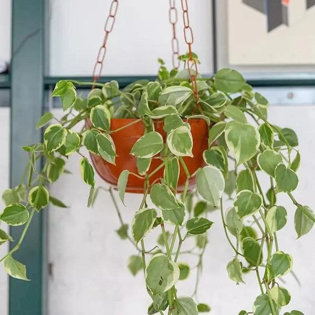 Muda Peperômia Filodendro (Peperomia scandens)