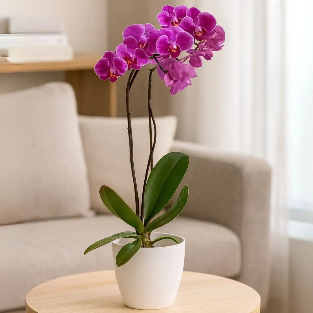 Vaso Cachepot Redondo em Polipropileno 15x12,5cm