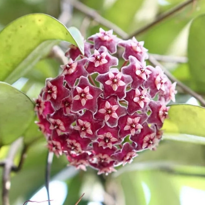Muda Flor de Cera (Hoya carnosa)
