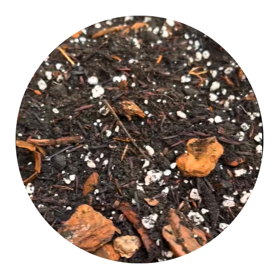 Kit da Carina Para Plantio de Mudinhas - O Melhor Substrato