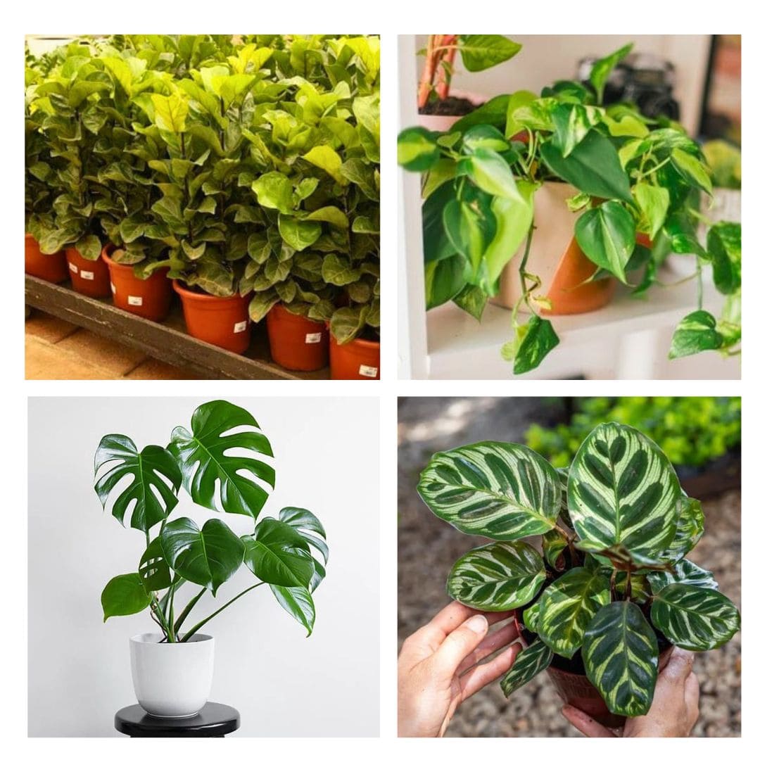 Kit de Planta Natural com 4 Mudas para Decoração Interna