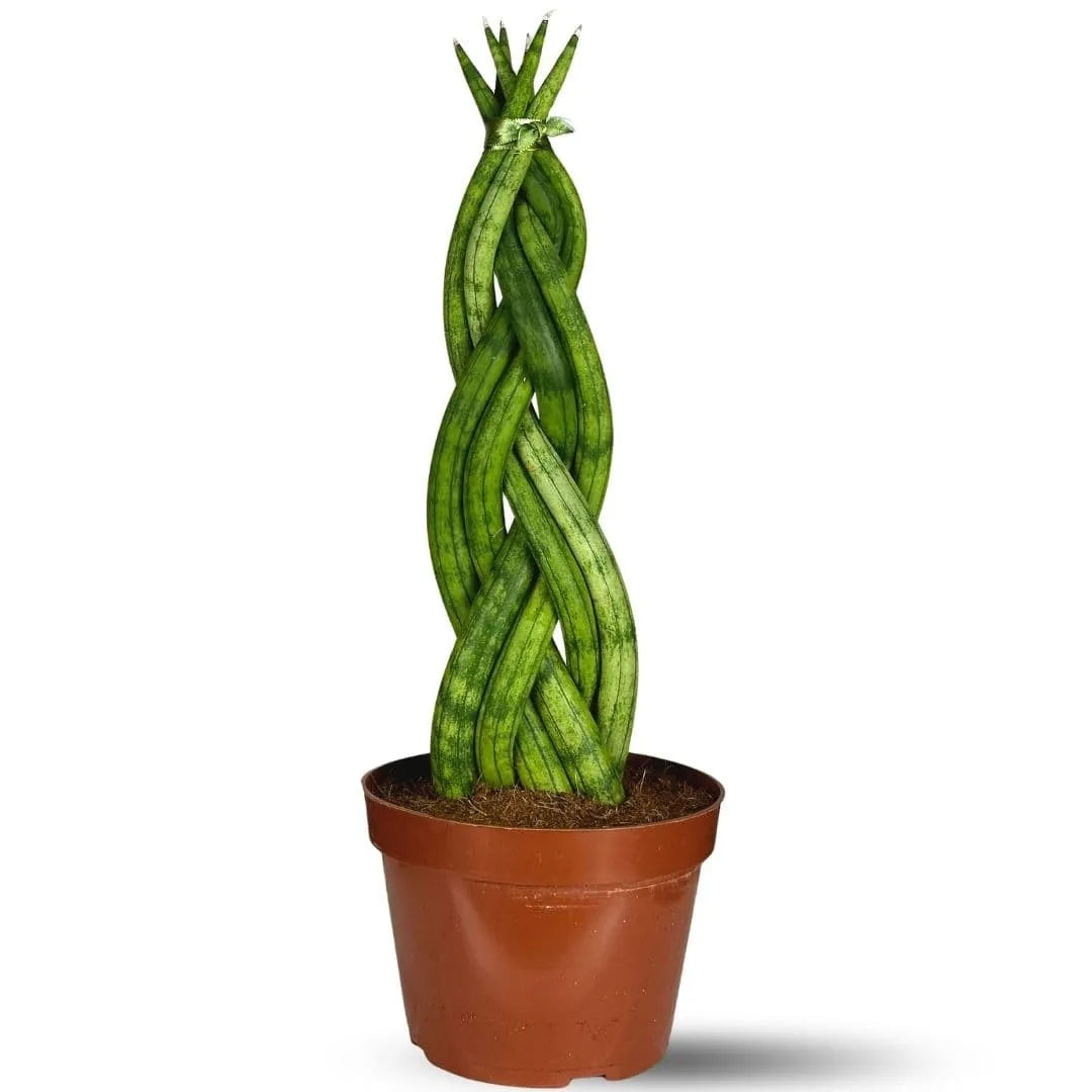 Muda Sansevieria 6 Dedos Trançada