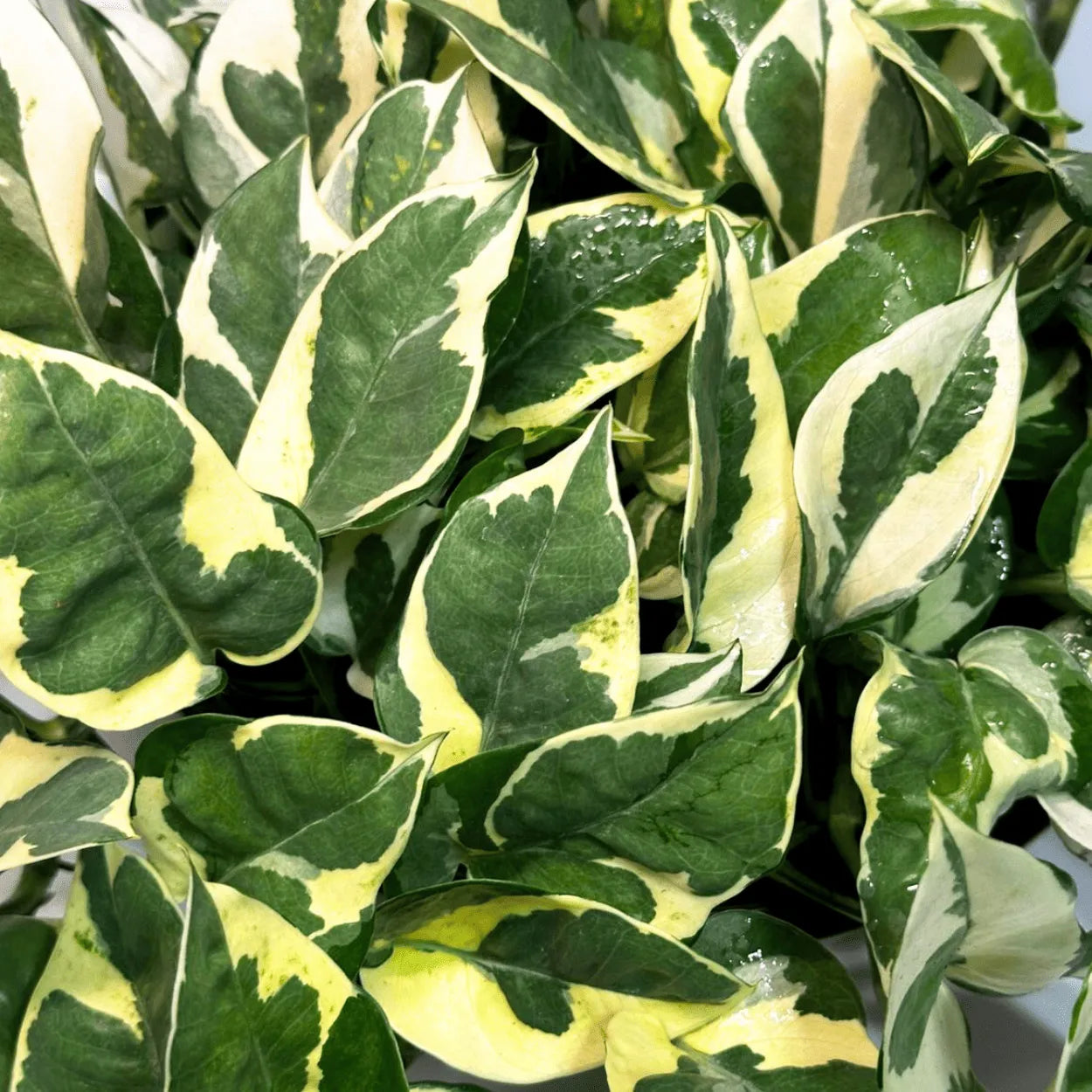 Muda Jiboia Branca N’Joy (Epipremnum aureum ‘N’Joy’)