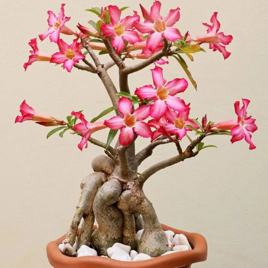 Muda Rosa do Deserto (Adenium obesum) - Cores Sortidas