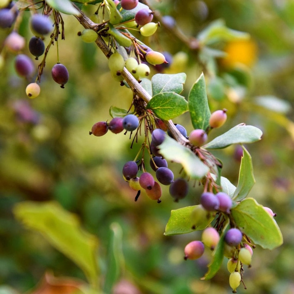 Forth Adubo Orgânico para Frutas 500ml