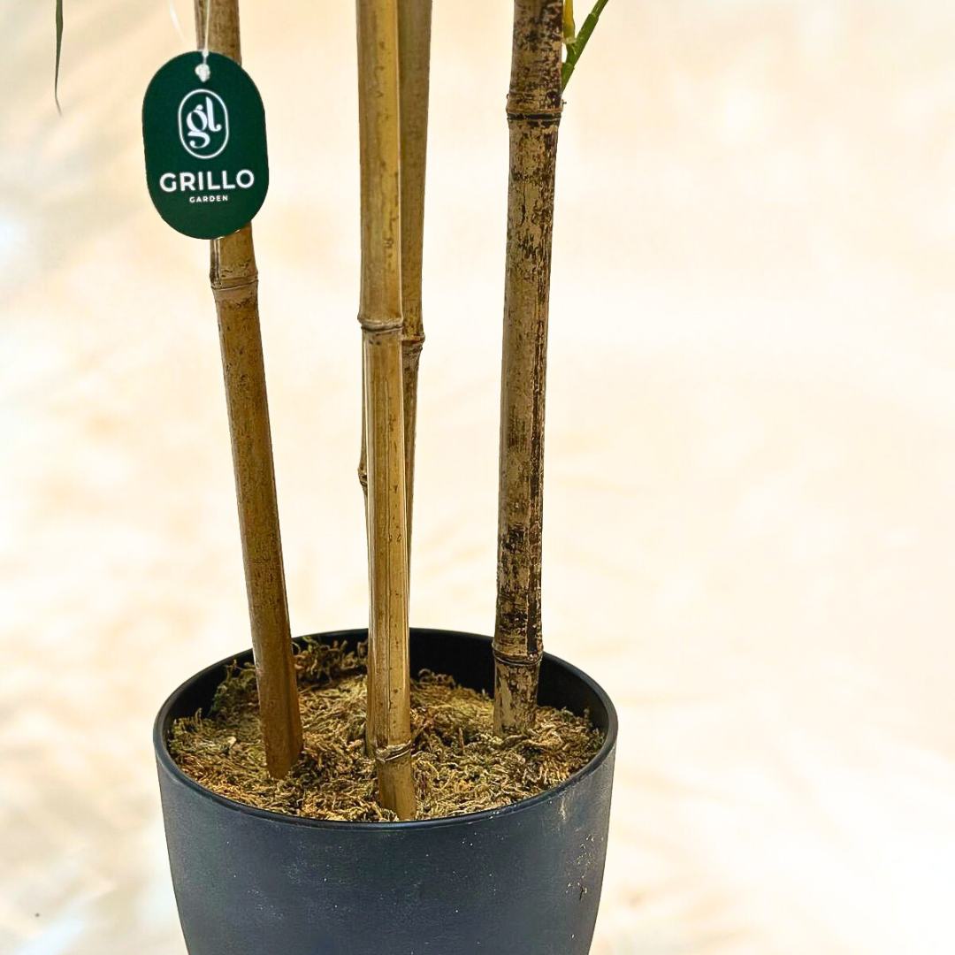 Planta Artificial Árvore Bambu Mossô Real Decoração 1,6m