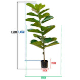 Planta Artificial Ficus Lyrata 1,5m