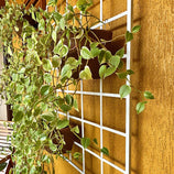 Painel de Ferro para Jardim Vertical