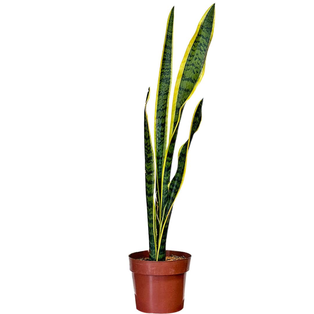 Muda Espada de São Jorge Variegata (Sansevieria trifasciata ‘Variegata’) - Pote 17