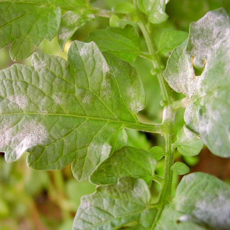 Fungicida Cobre Forth 500ml