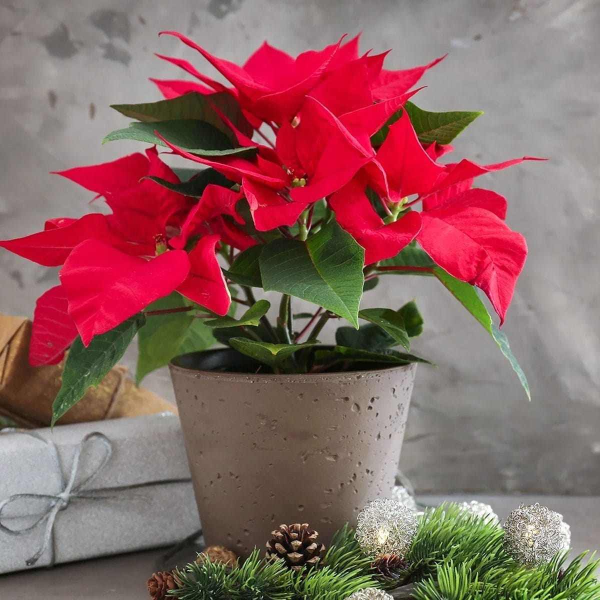 Bico De Papagaio (Euphorbia pulcherrima)