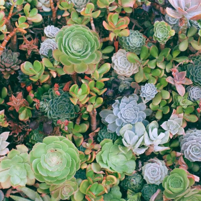 Forth Adubo Orgânico para Suculentas 60ml