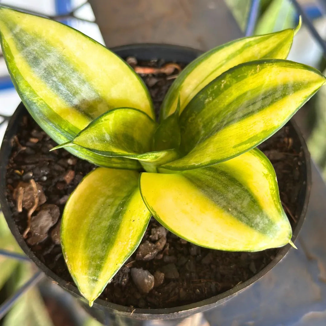 Muda Mini Espada-de-São-Jorge (Sansevieria trifasciata)