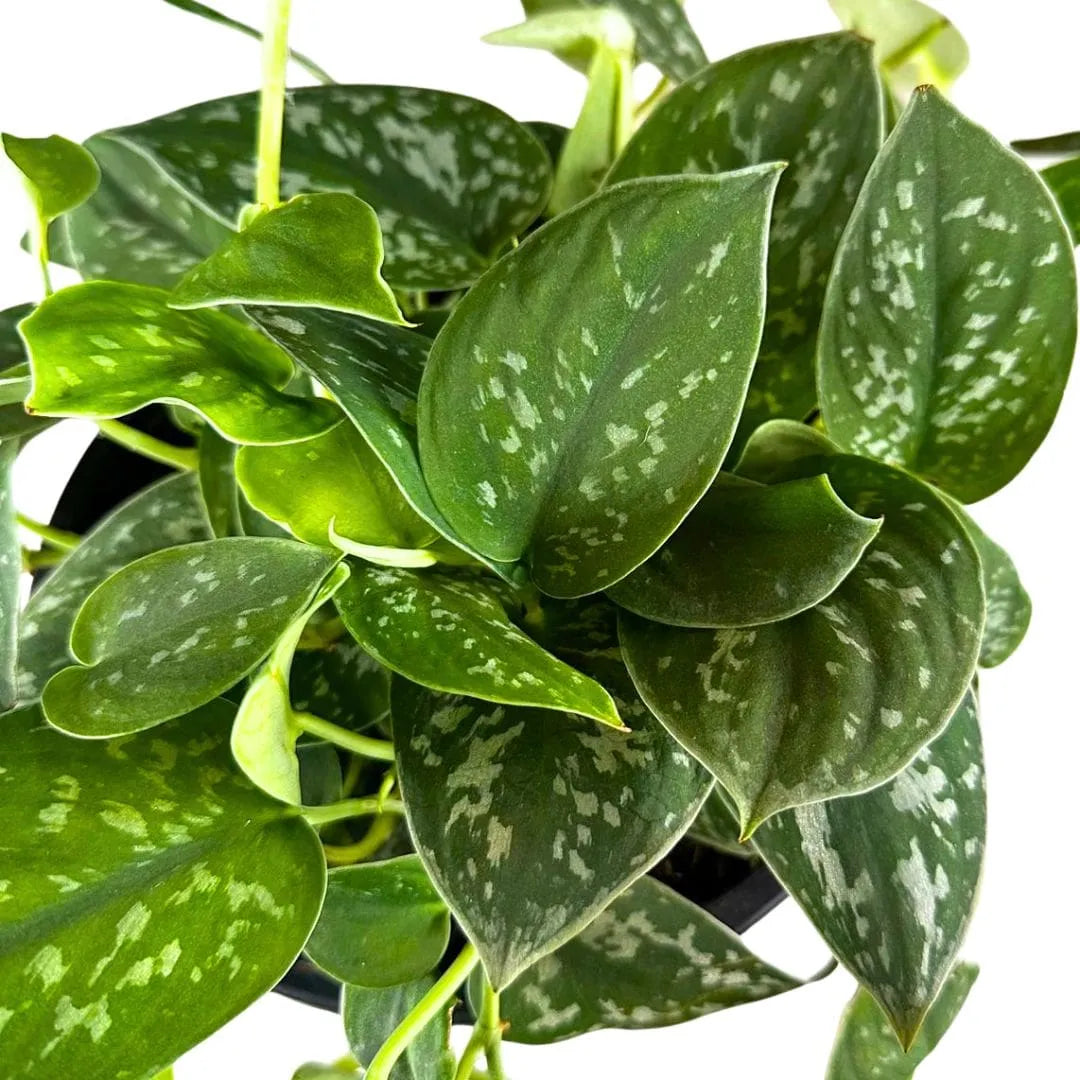 Muda Jibóia Prateada (Scindapsus pictus)