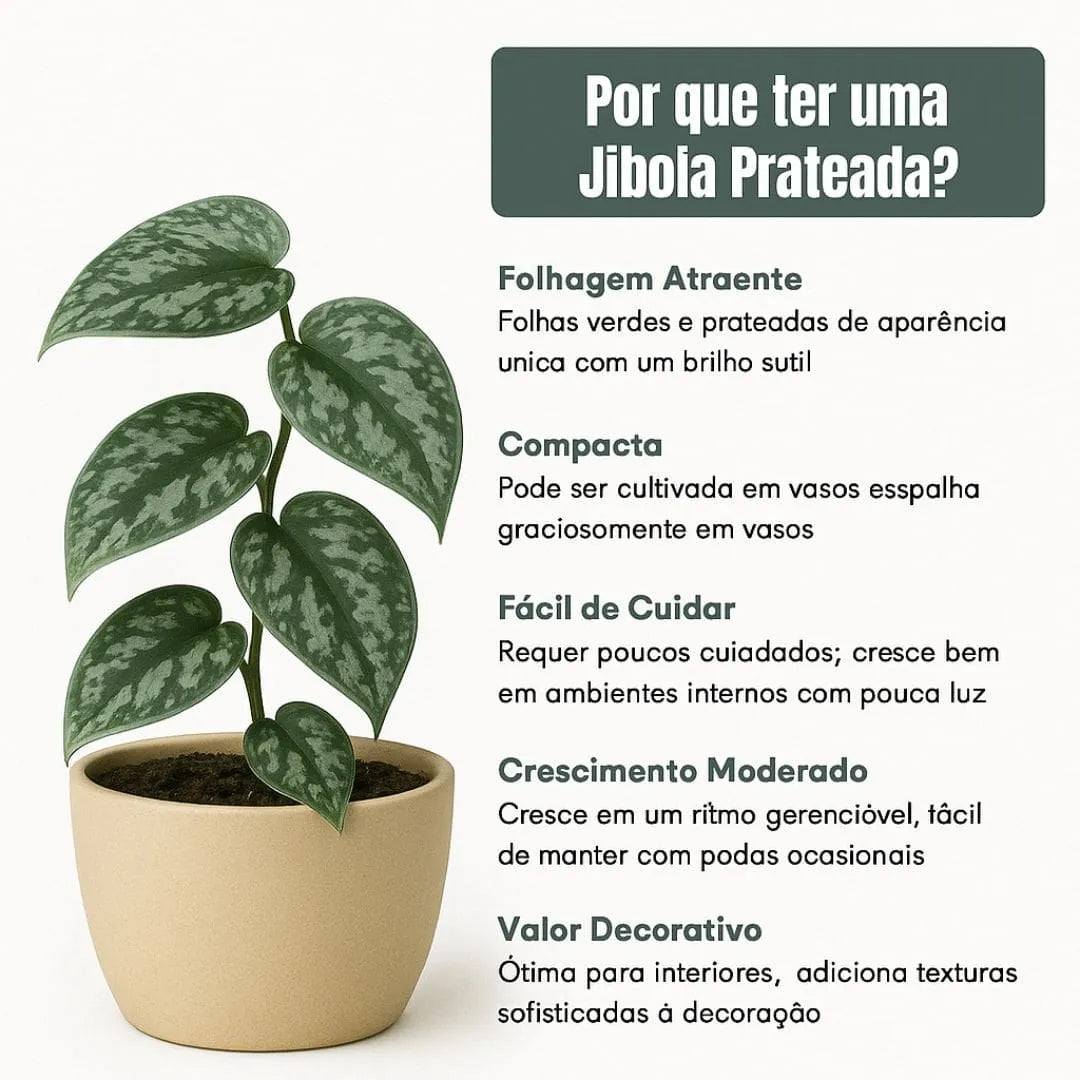 Muda Jibóia Prateada (Scindapsus pictus)