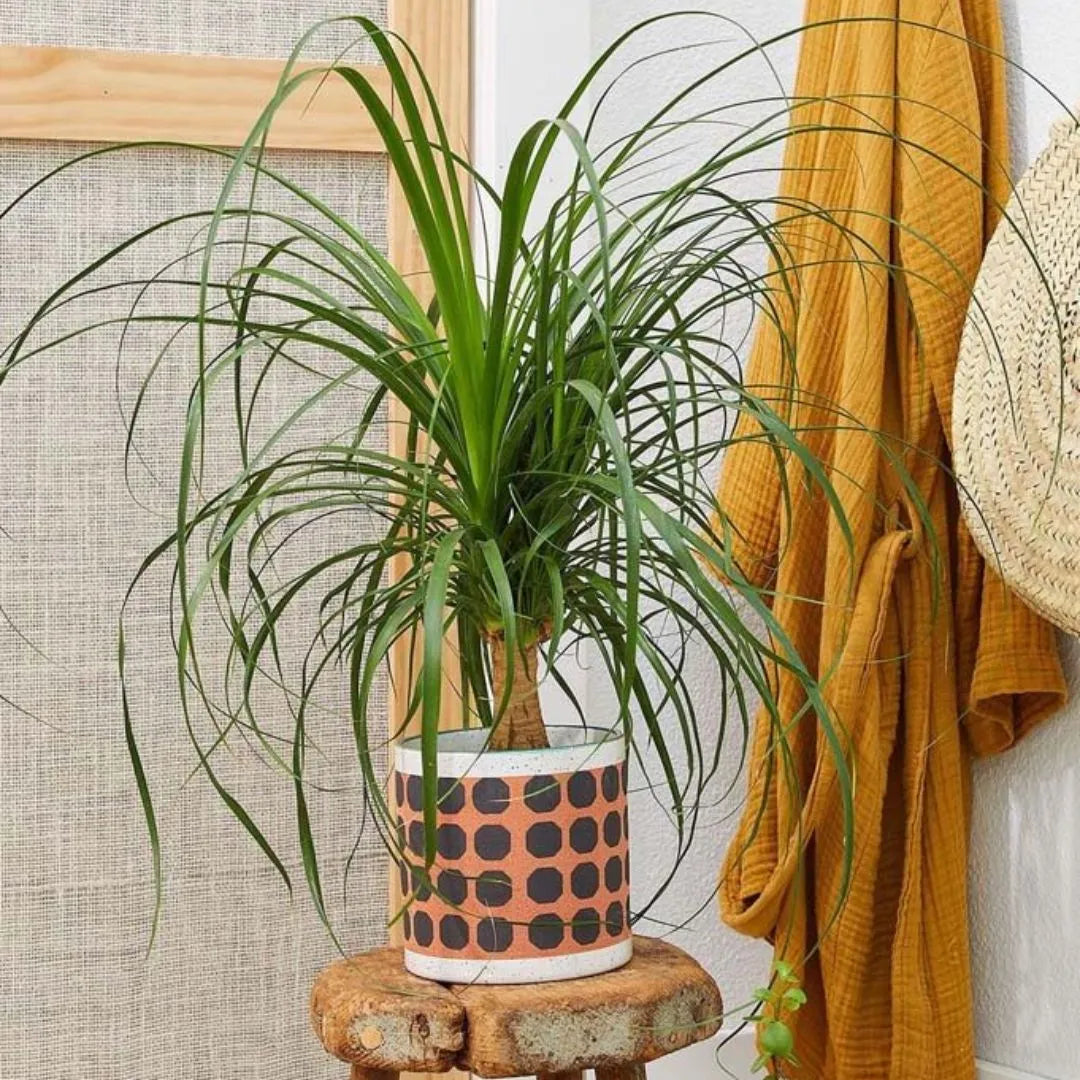 Muda Pata-de-Elefante (Beaucarnea recurvata)