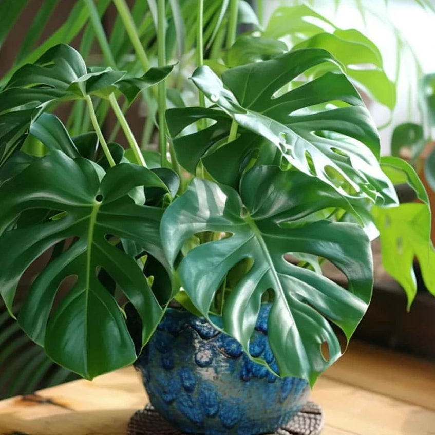 Muda Costela de Adão (Monstera deliciosa)