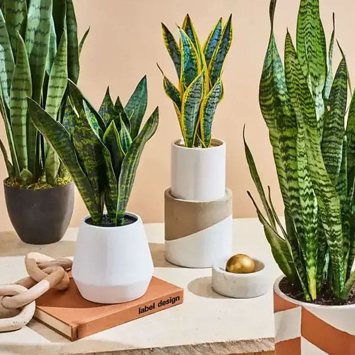 Muda Espada de São Jorge (Sansevieria trifasciata) - Pote 13