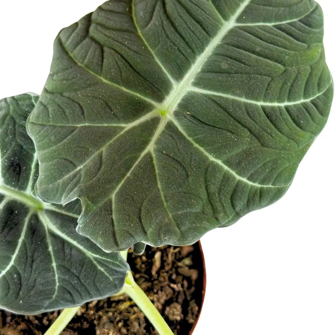 Muda Alocasia Black Velvet (Alocasia reginula)
