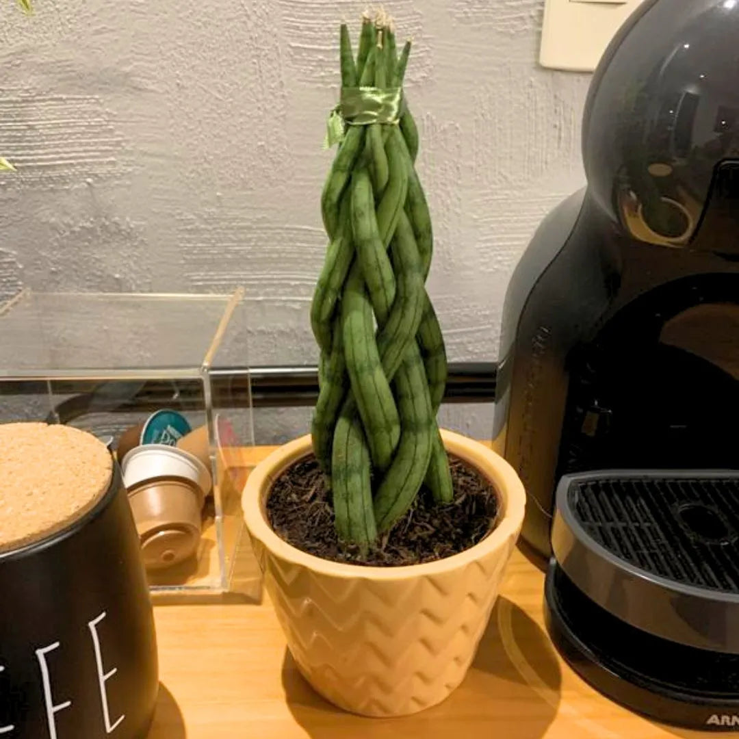 Muda Sansevieria 6 Dedos Trançada