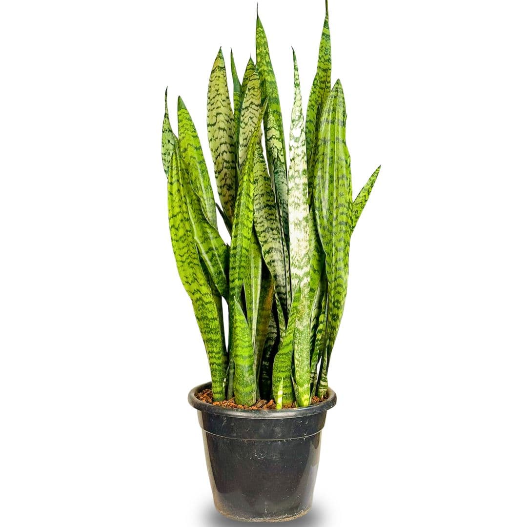 Muda Espada de São Jorge (Sansevieria trifasciata) - Pote 24