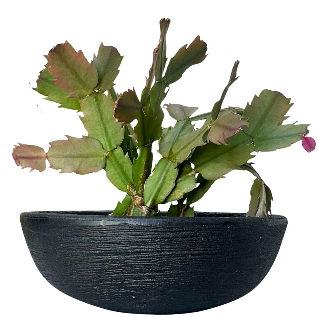 Kit 3 Vasos Pequenos para Espaços Compactos