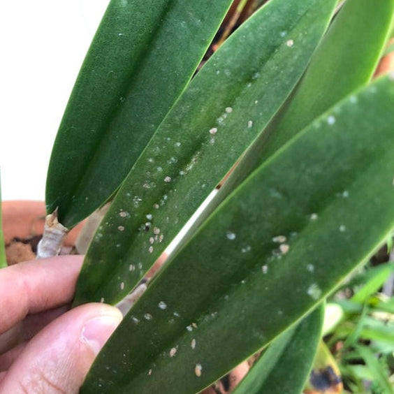 Inseticida Defende Óleo de Neem Forth 500ml