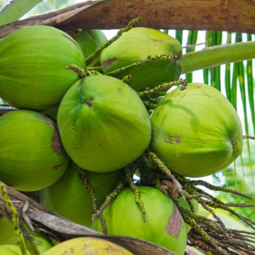 Forth Adubo para Coqueiros 3kg