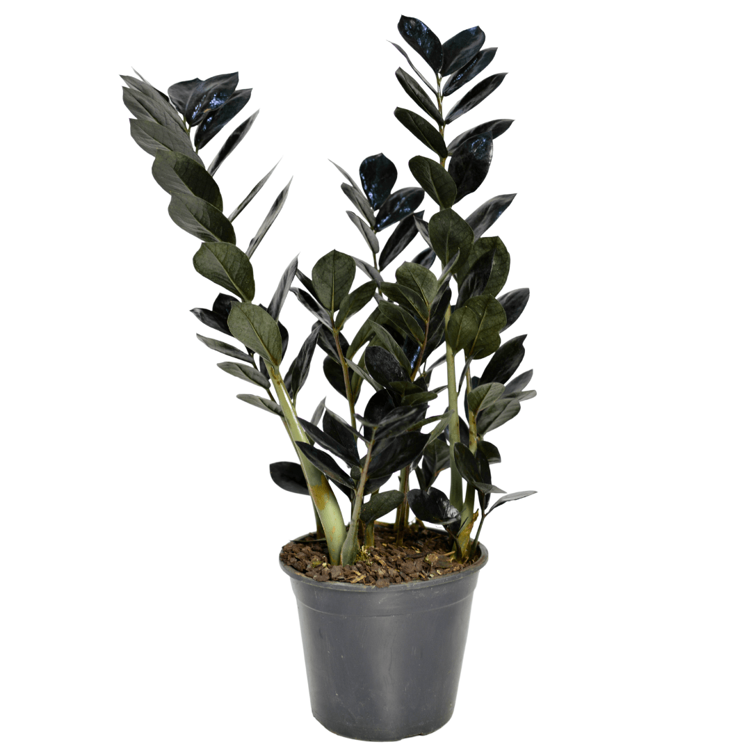 Muda Zamioculca Black