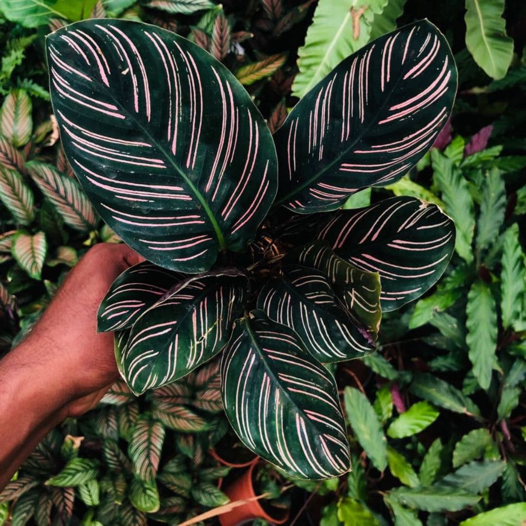 Muda Maranta Riscada (Calathea Ornata)