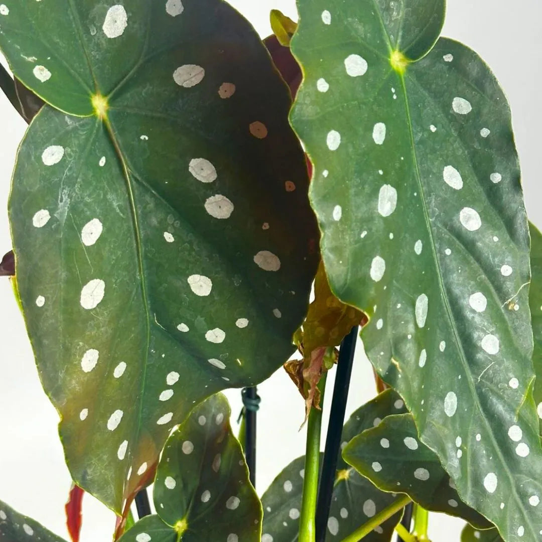 Muda Begônia Maculata