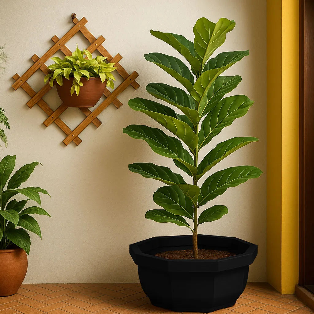 Vaso Bacia Oitavado Siena em Polietileno