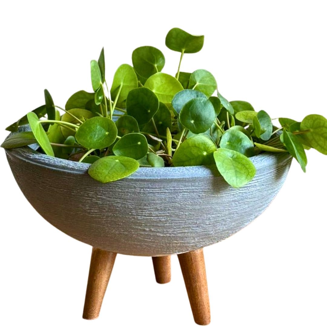 Kit 3 Vasos Decorativos para Pequenos Espaços