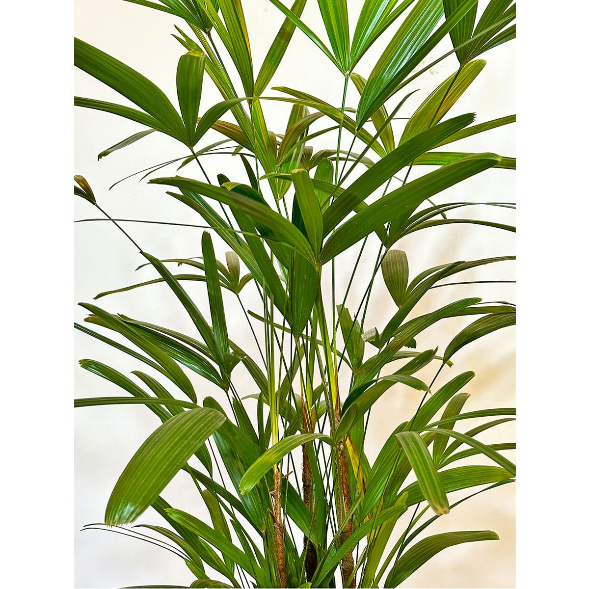 Palmeira Ráfia 1,20m Planta Arvore Decoração Escritório Sala