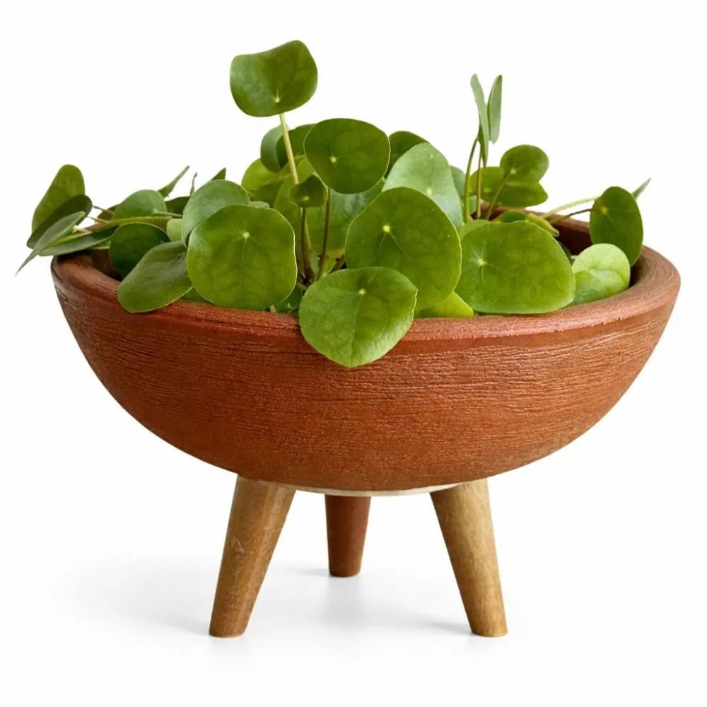 Vaso Bacia com Tripé de Madeira