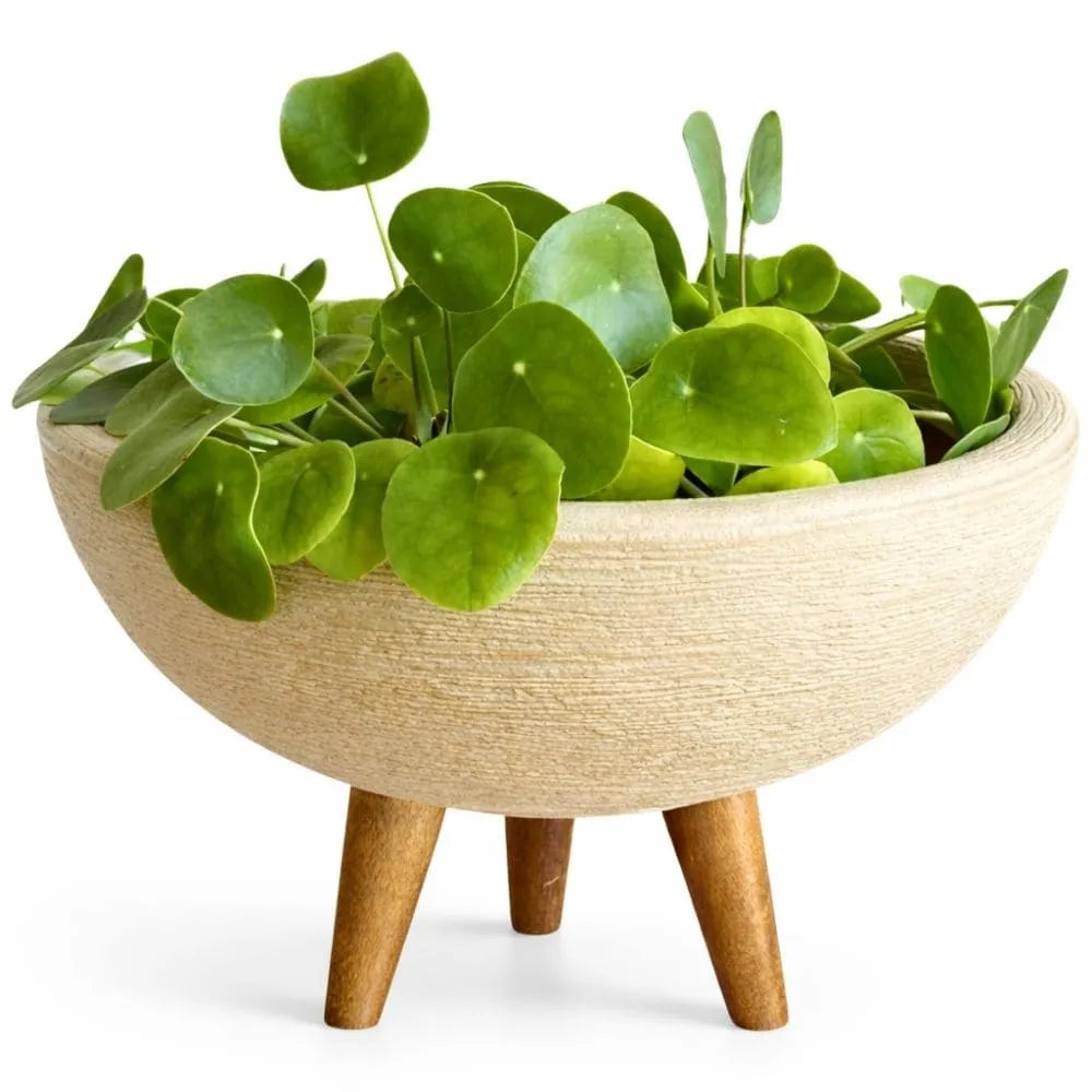 Vaso Bacia com Tripé de Madeira