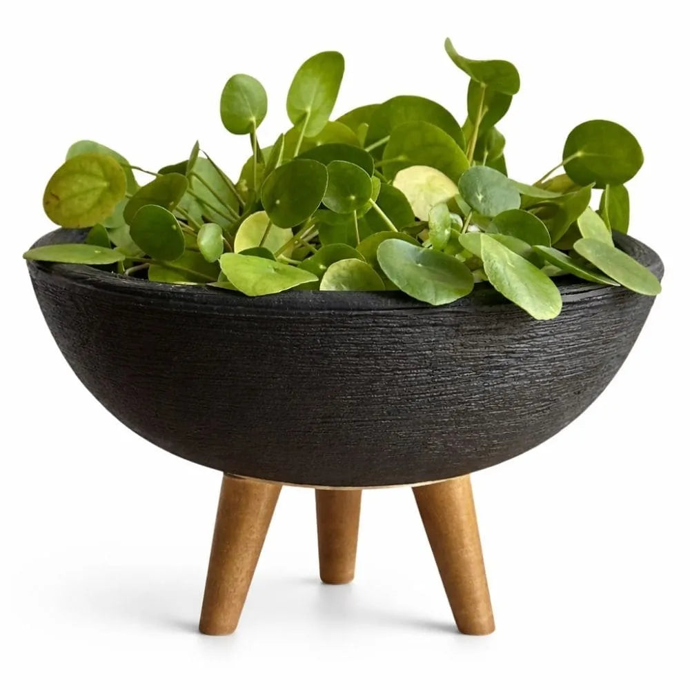 Vaso Bacia com Tripé de Madeira