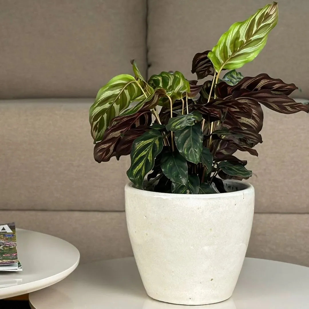 Vaso Cachepot de Cerâmica Esmaltado Brilhante