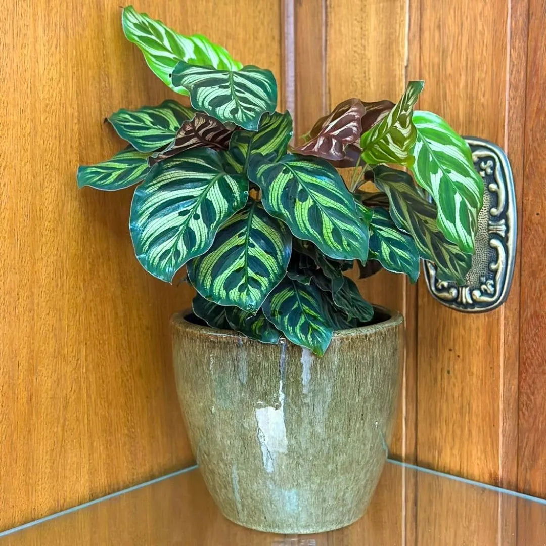 Vaso Cachepot de Cerâmica Esmaltado Brilhante