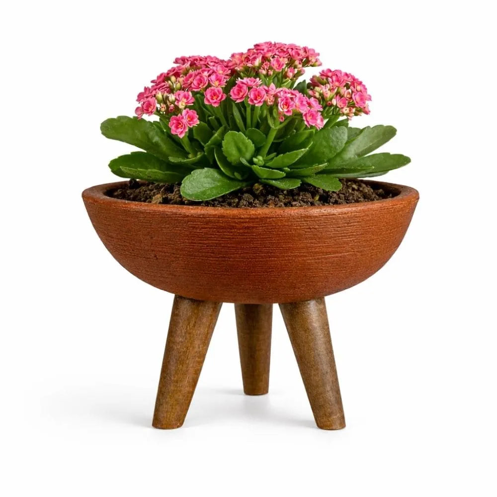 Vaso Bacia com Tripé de Madeira