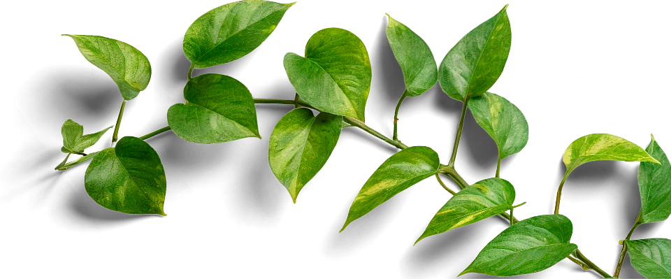 Planta Jiboia